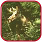 An elk